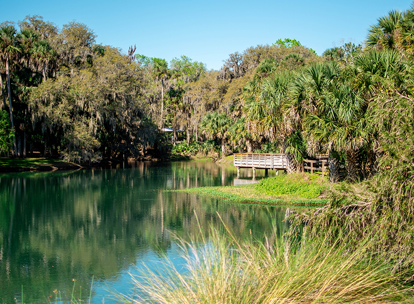 Dock overlooks Gemini Springs with cypress, oak and palm trees bordering the springs.