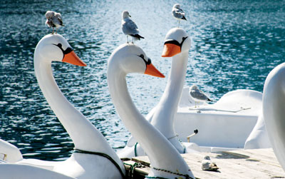 Lake Eola Swans