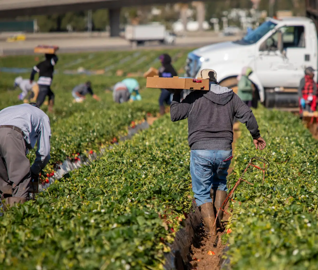 Agricultural workers harvesting a crop.